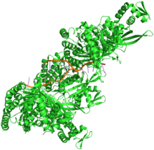 Crystal structure of RecA bound to DNA.