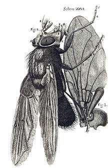 A drawing of a fly from facing up, with wing detail