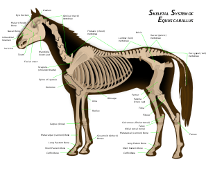 Diagram of a horse skeleton with major parts labeled.