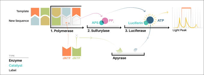 How Pyrosequencing Works