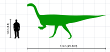 A silhouette drawing of Plateosaurus in lateral view, and a human male. The dinosaur is depicted as a biped. The 1.8 m tall (6 ft) human does not reach hip height of Plateosaurus.