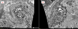 A comparison of Dvorak-enhanced infrared satellite signatures of Hurricanes Patricia and Linda (1997) at their peak intensity. A "cold dark gray" ring surrounding Patricia's eye represents cloud tops of −81 °C (−114 °F) or colder, more intense than the "cold medium gray" ring surrounding Linda's eye.