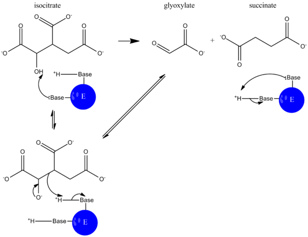 ICL-catalyzed reaction