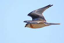 Immature bird in flight