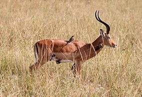 Red-billed oxpeckers feeding on parasites on a male