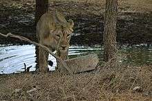 Indian Lion Gir