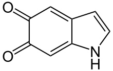 Chemical structure of indole-5,6-quinone