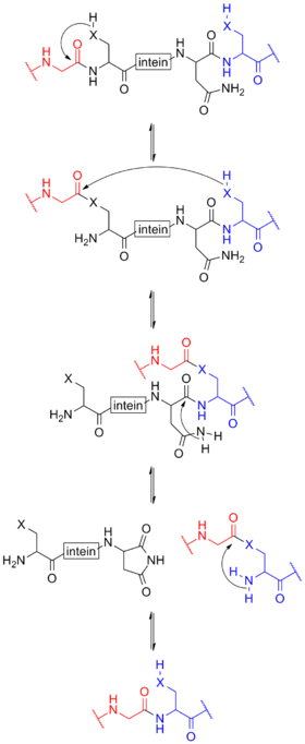 mechanism of protein splicing involving inteins