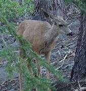 Young deer amid trees.