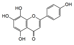 Chemical structure of Iisoscutellarein.