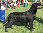 "A black Labrador Retriever at a confirmation show."