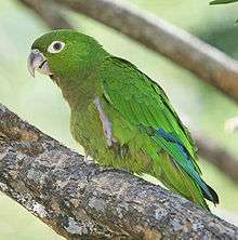 A green parrot with white eye-spots and blue-tipped wings