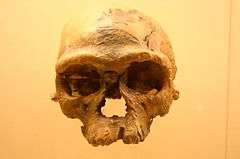 Jebel Irhoud 1. Homo Sapiens, approx. 160,000 yrs old