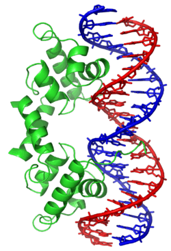 Ribbon diagram of the lambda repressor dimer bound to DNA.