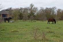 Lancot Meadow