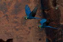 A blue macaw yellow cheeks and eye-spots