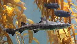 Side view of a leopard shark, a slender gray fish with a series of black saddle-like markings and large spots on its back; there are smaller fish and yellow-brown kelp fronds in the background