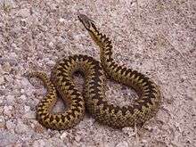 An adult female adder found basking in the sun by Loch Shin, Sutherland in Scotland. She preferred to pose for a photograph than slither away.