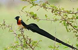 A black bird with yellow underparts and nape, red breast and a very long tail sits on a thorny acacia branch.