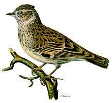 Drawing of a woodlark