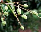 inflorescence