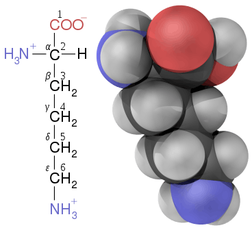 Lysine with carbon atoms labeled