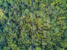 MacRitchie Reservoir Suspension Bridge