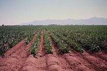 Sisal planted in the row