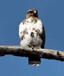 Madagascar buzzard sitting on a branch