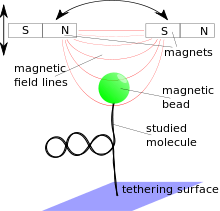 Molecule attached to a tethering surface and a magnetic bead. The bead is placed in a magnetic field gradient that exerts a force on the bead.