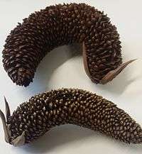 Two dry male cones lie side by side on a table