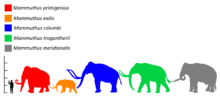 Colored silhouette of a mammoth, relative in size to a human and past and present elephants