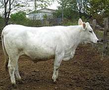 a pure-white cow without horns