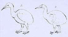 A line drawing of two flightless birds, each with an ovoid body, long neck and pointed bill