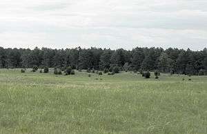 Grassland approaching the forest edge.