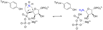 Arrow pushing mechanism for the reaction catalyzed by ATase.