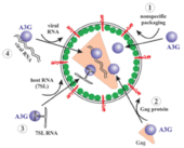 APOBEC3G incorporation into virions