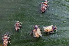  In 2010 the insect Megamelus scutellaris was released by the Agricultural Research Service as a biological control for the invasive species Eichhornia crassipes, more commonly known as water hyacinth.