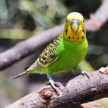 Green parrot with yellow head and yellow and black patterned wings