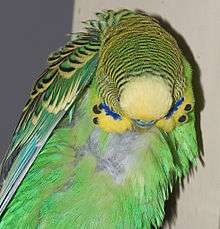 Budgerigar preening