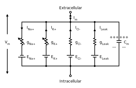 Circuit diagram depicting five parallel circuits that are interconnected at the top to the extracellular solution and at the bottom to the intracellular solution.