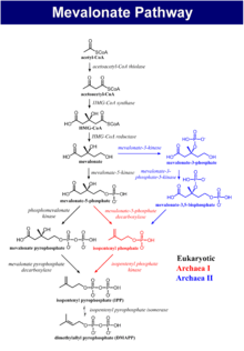 The biosynthesis process of isoprenoids