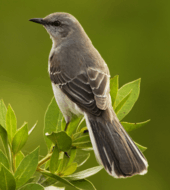 A color photograph of a northern mockingbird