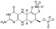 Skeletal structure of a molybdopterin with a single molybdenum atom bound to both of the thiolate groups