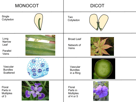 Illustrations of differences between monocots and dicots