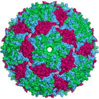 MS2 capsid