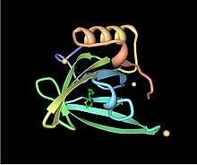 A ribbon diagram of a mouse major urinary protein with a small chemical ligand in its binding pocket.