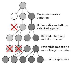 diagram showing Natural selection favoring predominance of surviving mutation