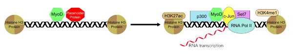 Recruitment of transcription factors by MyoD.