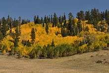 Aspens and a meadow in fall.